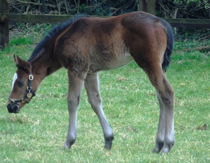 2019 filly by Pivotal